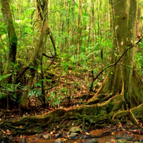 Rainforest Rainforest
