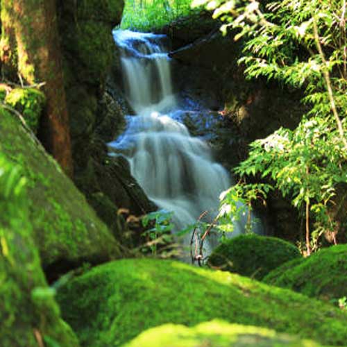 Rainforest Waterfall