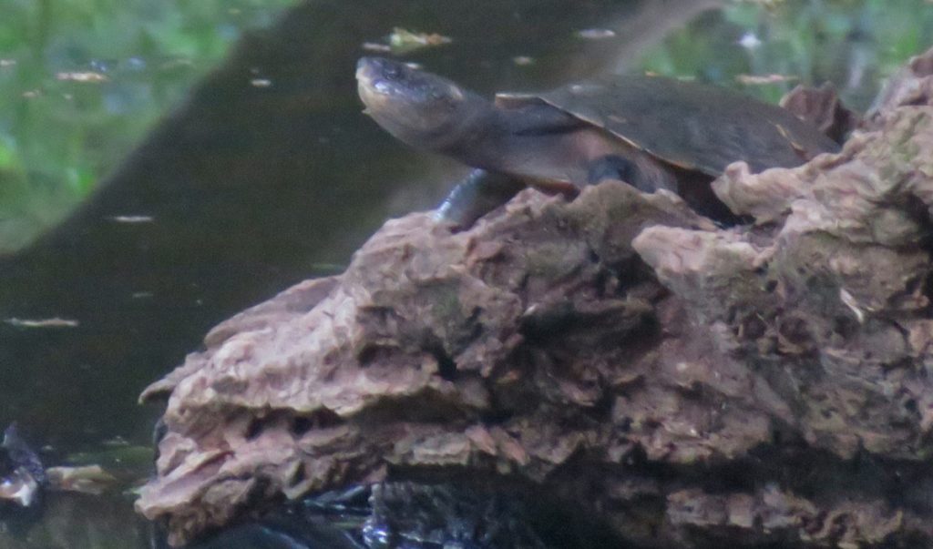 Can you think of a good name for Revelwood's resident turtle? Photo Franck Boyer