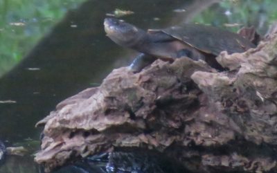 Name Revelwood’s turtle